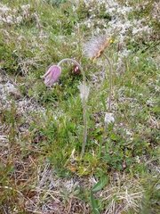 Pulsatilla vernalis
