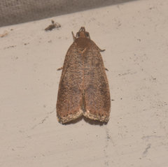 Psilocorsis quercicella