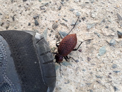 Carabus smaragdinus