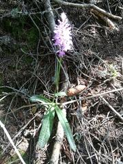 Dactylorhiza maculata