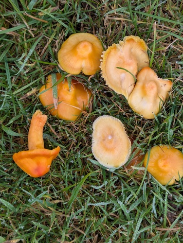 Orange Waxcap