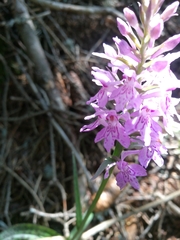 Dactylorhiza maculata