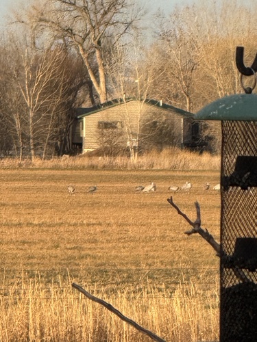 iNaturalist observation 2024-11-22