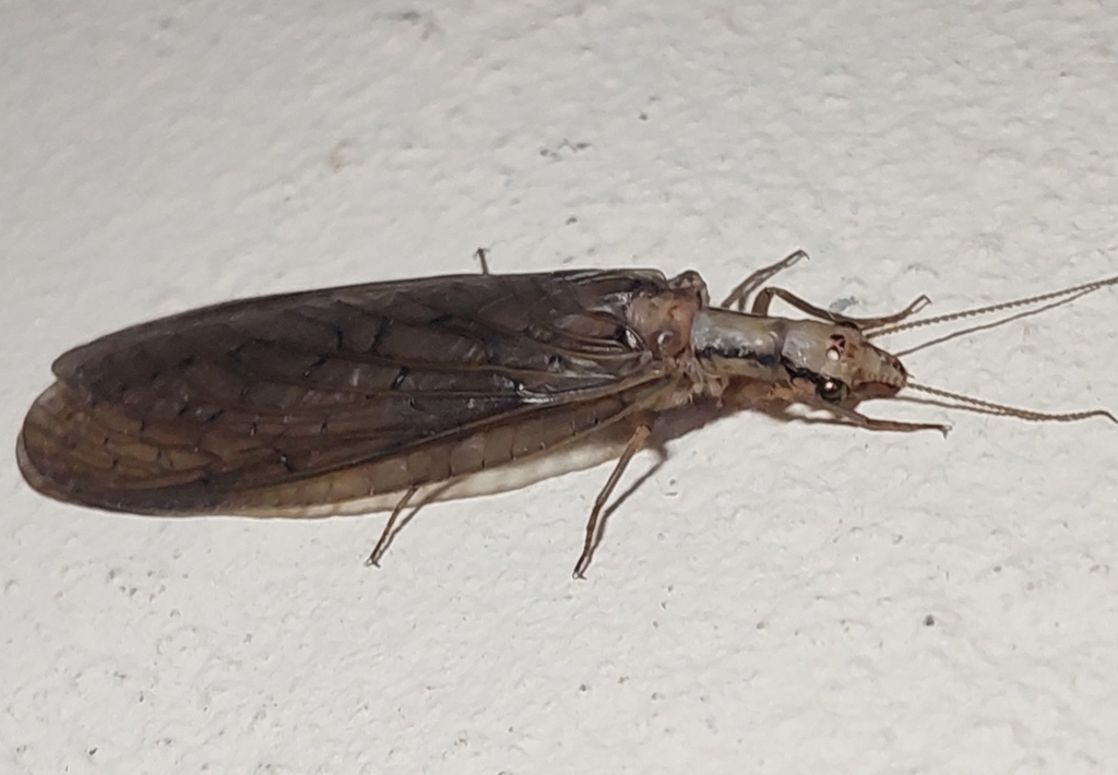 Cape Dobsonfly