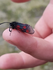 Zygaena exulans