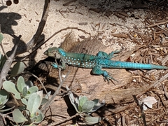 Aruba Whiptail photo 3