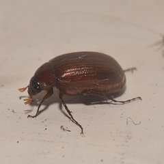 Serica atracapilla