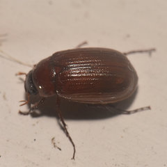 Serica atracapilla