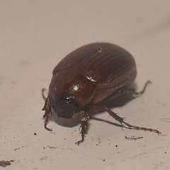 Serica atracapilla