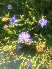 Cichorium intybus