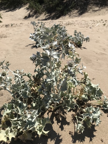 Stranddistel