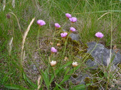 Armeria maritima maritima