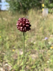 Allium