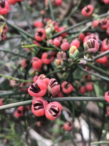 Ephedra tweedieana (Ephedra tweedieana)