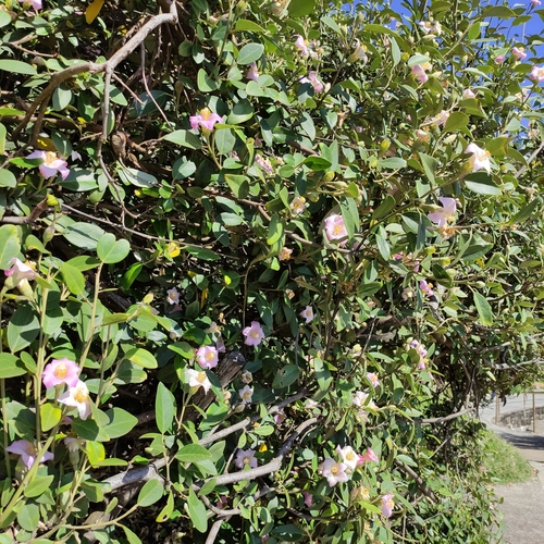 Image of Lagunaria patersonia by (c) Jenny Saito, some rights reserved (CC BY)