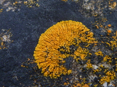 Variospora thallincola