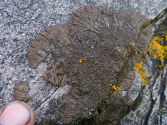 Anaptychia runcinata