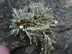 Ramalina cuspidata