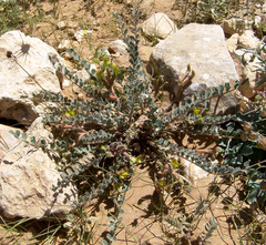 Astragalus caprinus