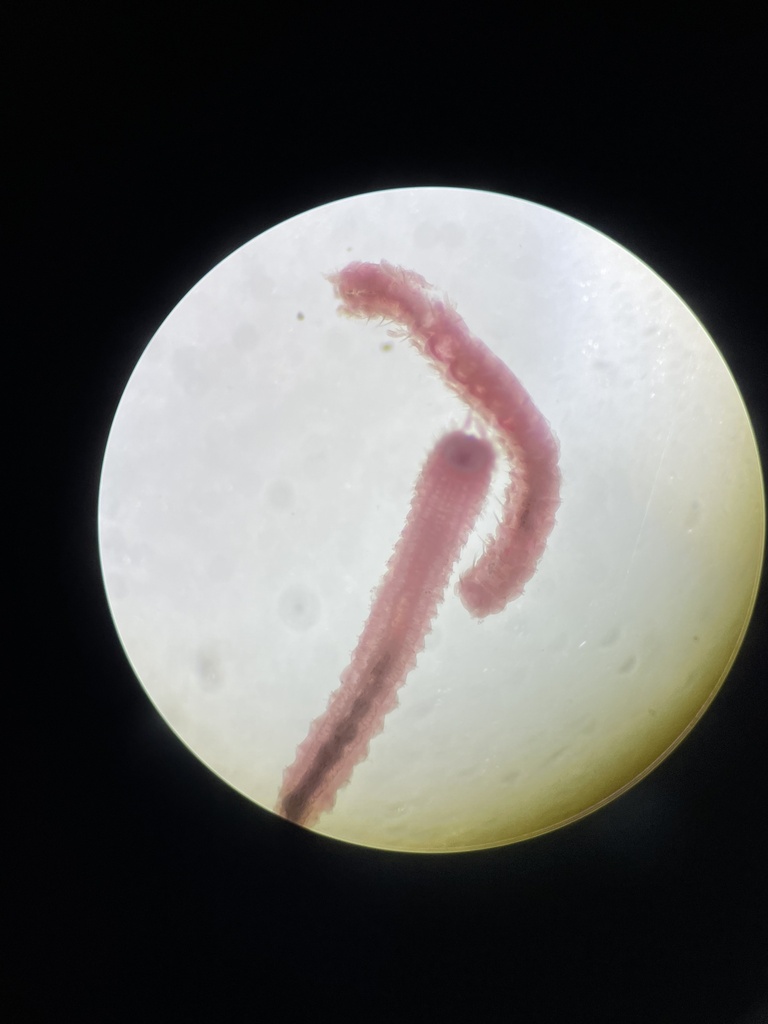 pygospio worm