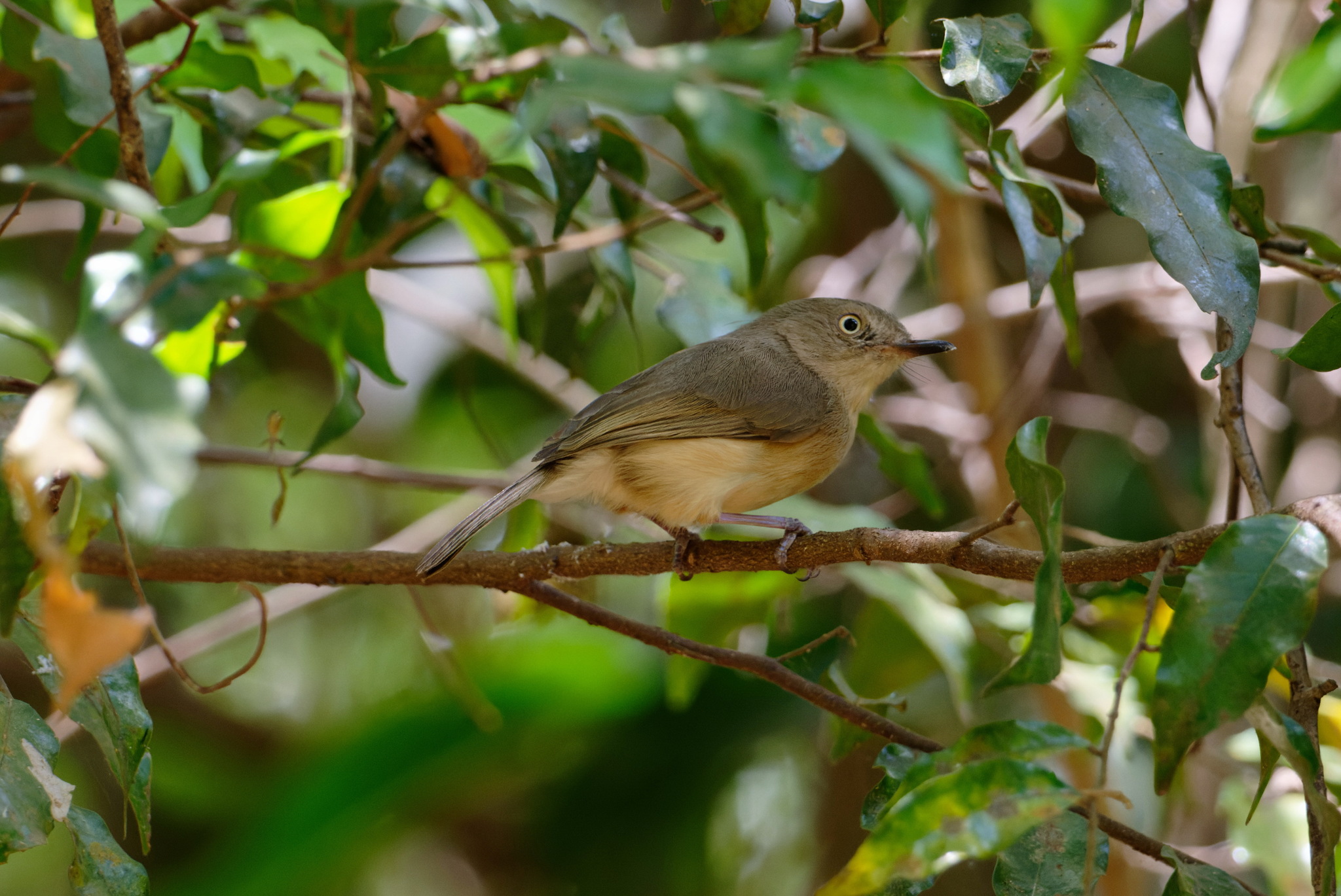 Common Newtonia (Newtonia brunneicauda), photo 4