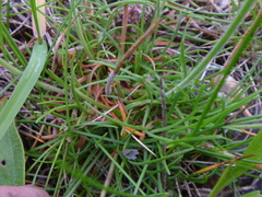 Armeria maritima maritima