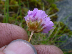 Armeria maritima maritima