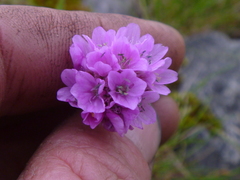 Armeria maritima maritima