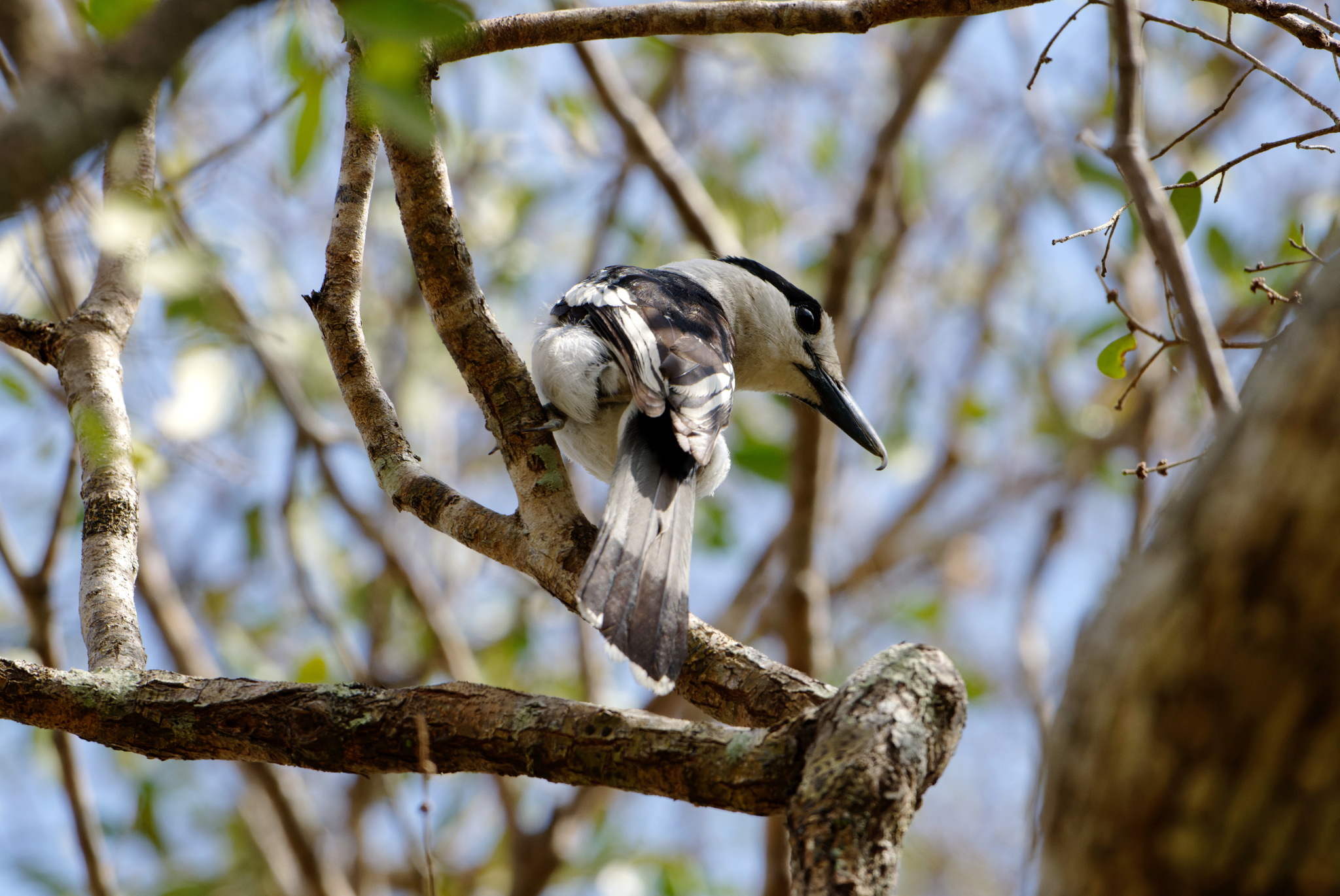 Hook-billed Vanga (Vanga curvirostris), photo 4