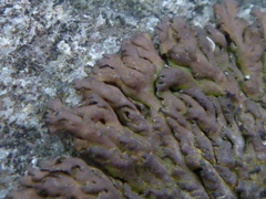 Anaptychia runcinata