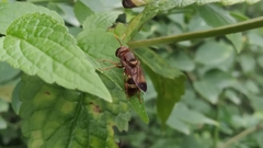 Syrphidae