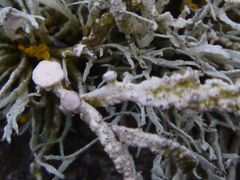 Ramalina cuspidata
