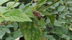 Syrphidae