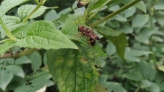 Syrphidae