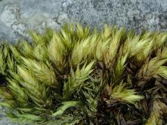 Scleropodium cespitans