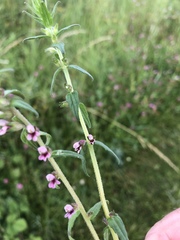 Odontites vernus