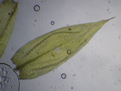 Scleropodium cespitans