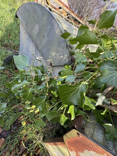 Image of Hedera hibernica by (c) Matthew Elmes, some rights reserved (CC BY)