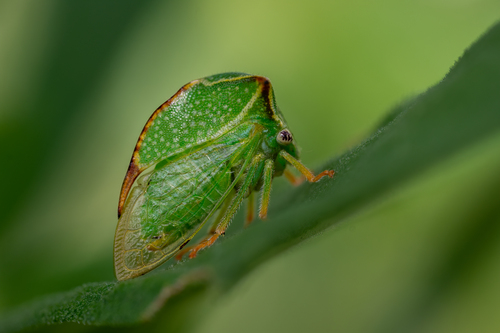 Buffalo Treehopper photo 5