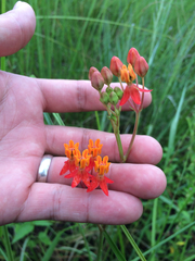 Asclepias lanceolata