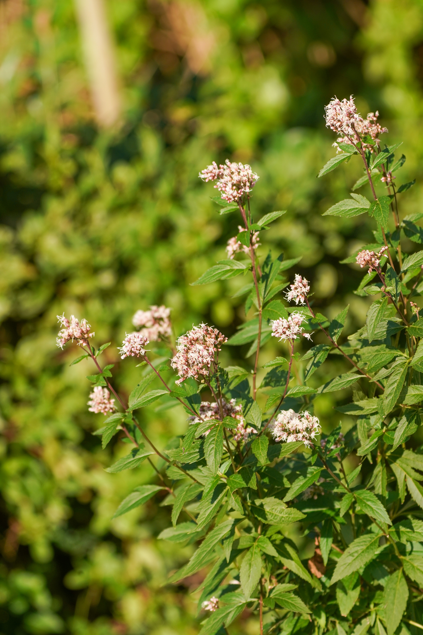 Fragrant Eupatorium (Eupatorium japonicum)