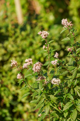 Eupatorium japonicum