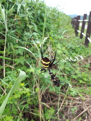 Argiope amoena