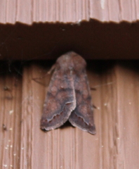 Orthosia revicta