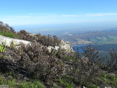 Leucadendron radiatum
