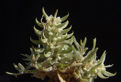 Ceratocephala falcata