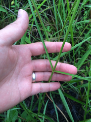 Asclepias lanceolata