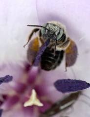 Anthophorula