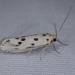 Bumelia Leafworm Moth - Photo (c) Kyhl Austin, some rights reserved (CC BY-NC), uploaded by Kyhl Austin