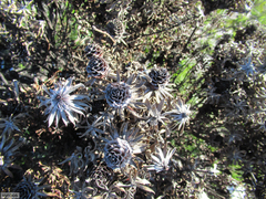 Leucadendron radiatum